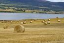 Summmer harvest on the Black Isle